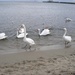 Лебеді. Балтійський пляж