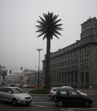 Пальма в Варшаві. На перехресті вулиці Новий Свят