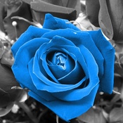 Blue Roses