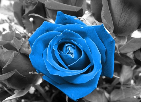 Blue Roses