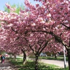 сакура