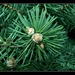 Pinus sp.