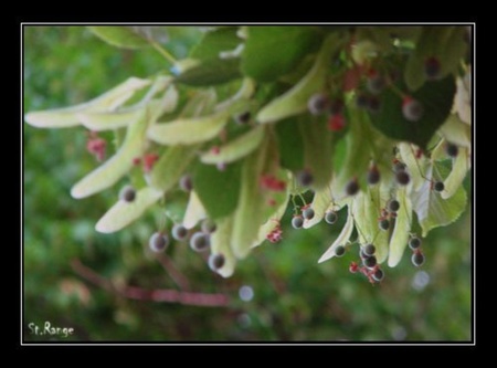 Tilia sp.