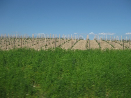 Виноградники Карпат