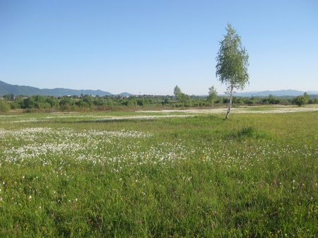 Долина нарцисів