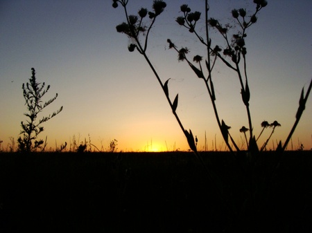 захід сонця у полі