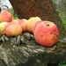 Яблука на старій лавці. Серпень 2008