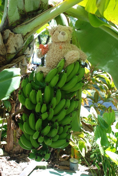 А от учора видерся на бананову пальму...