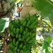 А от учора видерся на бананову пальму...