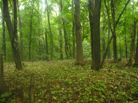 ліс