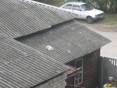 Чернігів. Кіт на даху