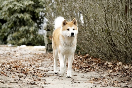 Hachiko: A Dog's Story