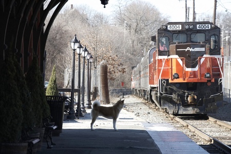 Hachiko: A Dog's Story