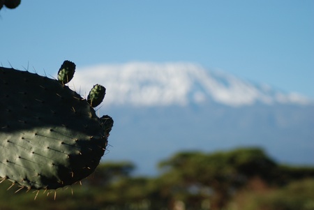 Кіліманджаро