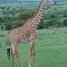 – А в країні Африці живе тварина жираф. Сам на чотирьох ногах, жовтий, у чорний горох. (с)