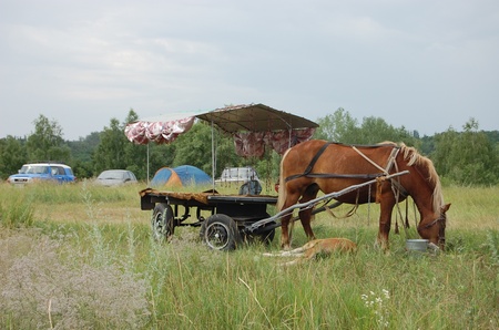 12 кінь