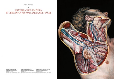 Bourgery - Atlas of Anatomy