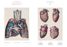 Bourgery &ndash; Atlas of Anatomy
