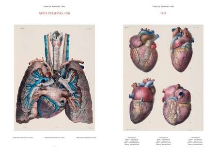 Bourgery - Atlas of Anatomy