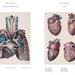 Bourgery - Atlas of Anatomy