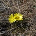 Горицвіт весняний (Adonis vernalis)