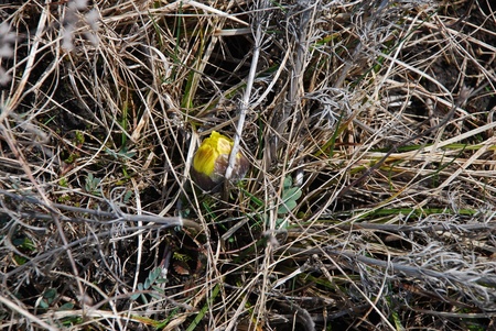 Горицвіт весняний (Adonis vernalis)