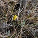 Горицвіт весняний (Adonis vernalis)