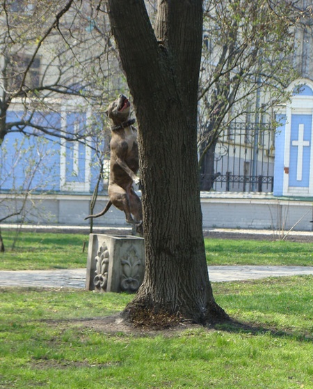 А може, у нього там гніздо?!