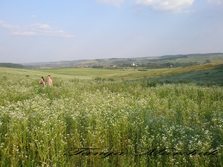 поле