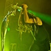 Korn