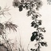 286px-Chrysanthemums_and_Bamboos_by_Xu_Wei