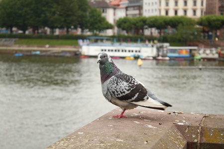 Frankfurt