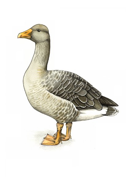 Сіра гуска (англ: Greylag Goose, лат: Anser anser)