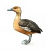 Руда свистяча качка (Lesser Whistling-duck, Dendrocygna javanica)