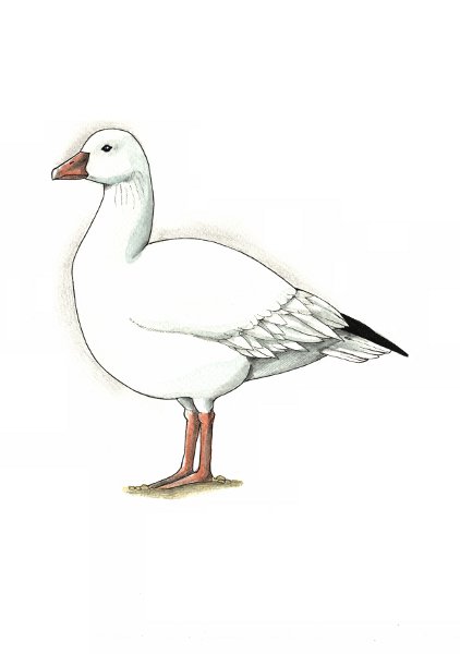 Біла гуска (Snow goose, Chen caerulescens)