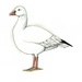 Біла гуска (Snow goose, Chen caerulescens)