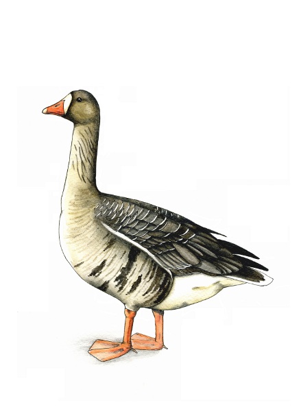 Білолоба гуска (White-fronted goose, Anser albifrons)