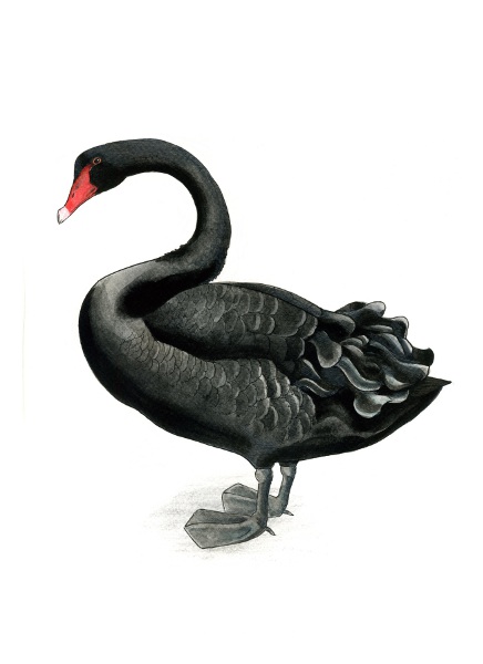 Чорний лебідь (Black swan, Cygnus atratus)