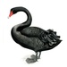 Чорний лебідь (Black swan, Cygnus atratus)